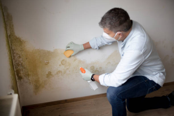 Best Water Damage & Mold Remediation  in Terra Alta, WV